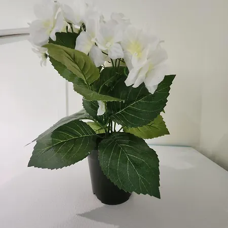 Longsap, Paisible Seysses