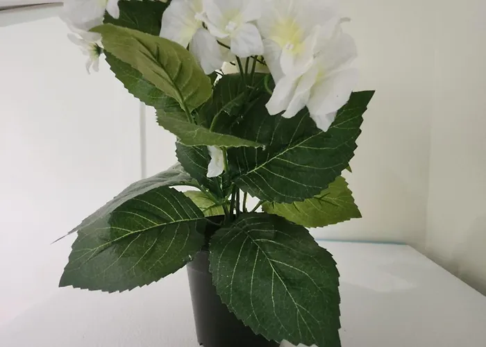 Longsap, Paisible Seysses