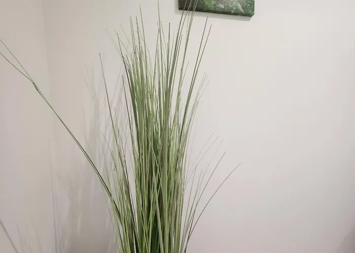 Longsap, Paisible * Seysses